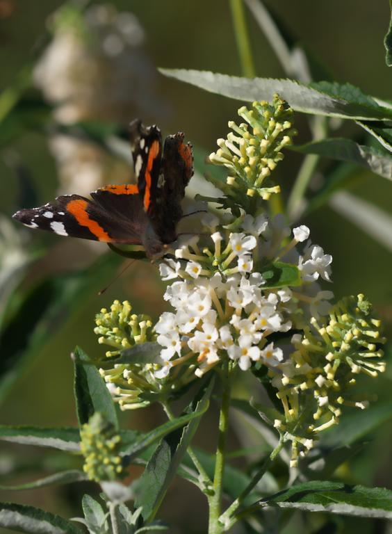 Aloisia Pensjonat Scheffau am Wilden Kaiser