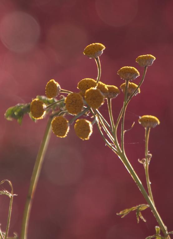 Aloisia 3*