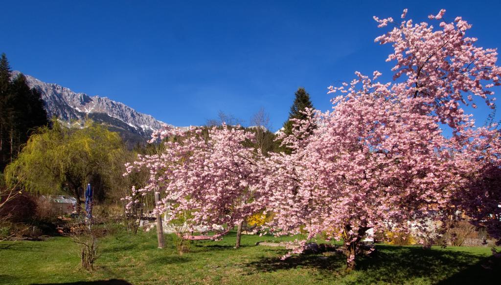 Pensión Aloisia Scheffau am Wilden Kaiser